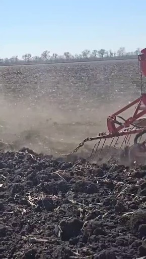 Сегодня тот самый день, когда сеяли горох