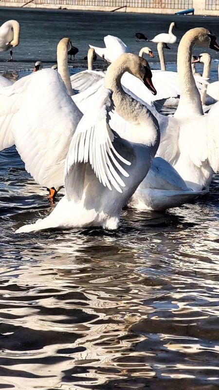 ����������� ������ �������� �� ���������� ����� ������������� �������������