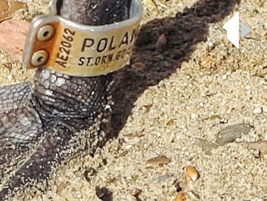 ���������� ����������, ��� ������, �������� �� ������������ ����, ��������� �� ������