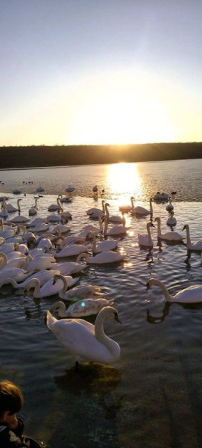 ������������ ���� � ������ ������� �� ������