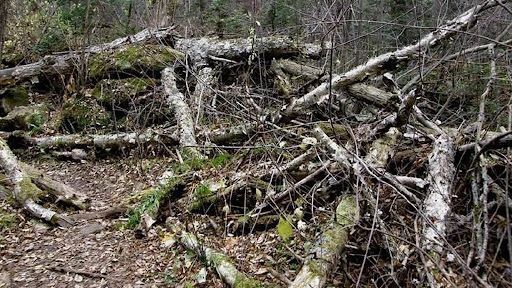 Государственная администрация информирует жителей Каменского района о возможности заготовки и сбора валежной древесины