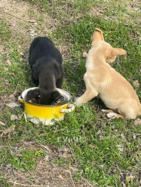 На выходных спасатели помогли животным