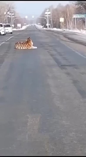 Тигр перекрыл дорогу в Хабаровском крае