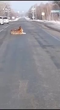 Тигр перекрыл дорогу в Хабаровском крае