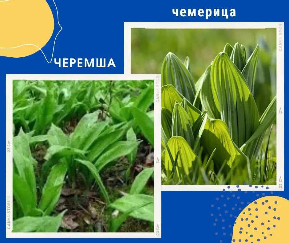 Житель Гагаузии чуть не отравился ядовитой чемерицей, которую перепутал с черемшой