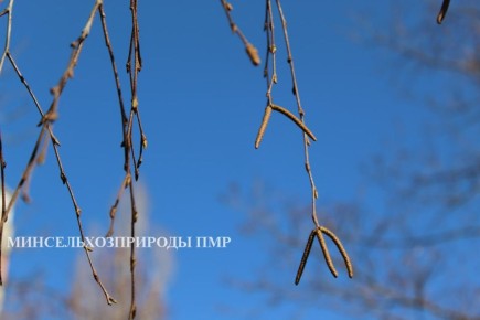 ������� ����!. ������� ������ �� �������, 17 �����