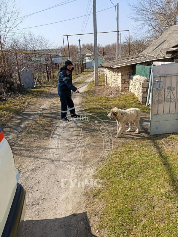 Незваный гость в сарае. Вчера утром жительница села Сарацея (Рыбницкий район) обнаружила в своём сарае чужого пса породы алабай