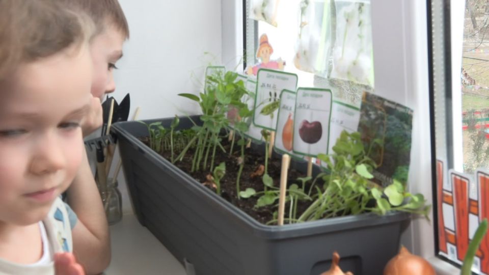 Весна на подоконнике растёт вместе с дошколятами