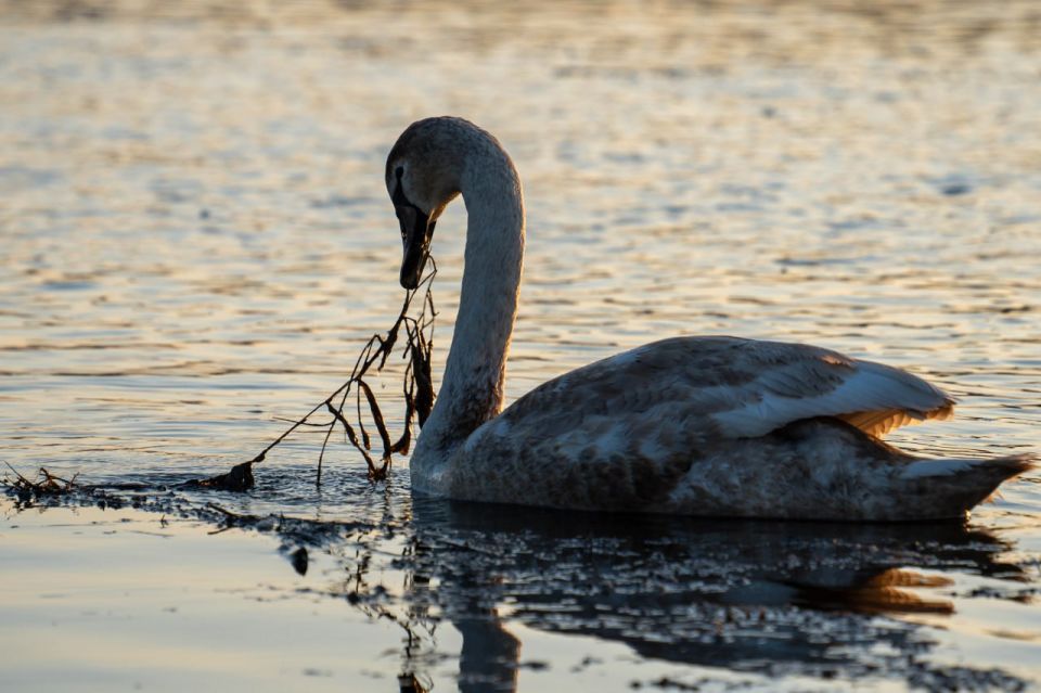 Красота и грация на просторах Днестра