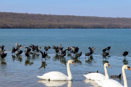 � �������� �������� �������� ����������������� ������� �� ������� � ��������: ���������� ���� ��� ������������� �������������� � ��������������� ��������