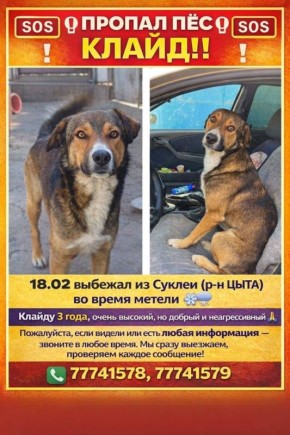 В Суклее уже больше месяца ищут Клайда