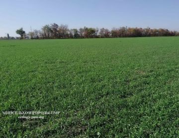 Приднестровские аграрии сообщают о повреждении посевов, в основном озимого рапса, на отдельных участках