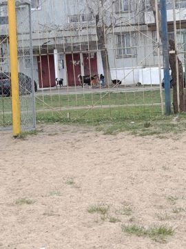 Тирасполь. Полный двор собак красные казармы Космонавтов 2/2,спать не возможно постоянный лай ,собаки агрессивные ,кормит их одна бабуля и ей бесполезно говорить перестать это делать ,вчера накинулись на ребенка собак 10-14...