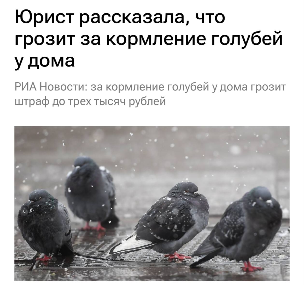 За кормление голубей россиян будут штрафовать на 3000, предупреждают юристы