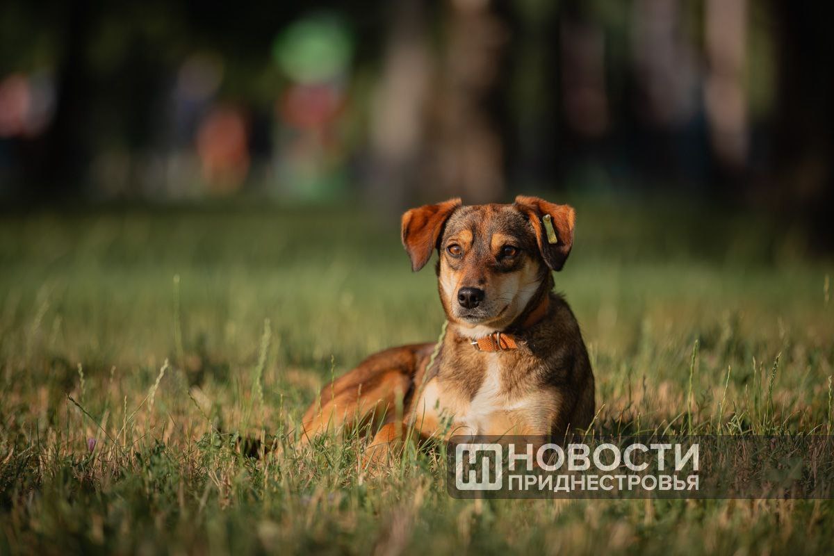 Почти 400 предложений поступило в Верховный Совет ПМР к законопроекту «Об ответственном обращении с собаками»