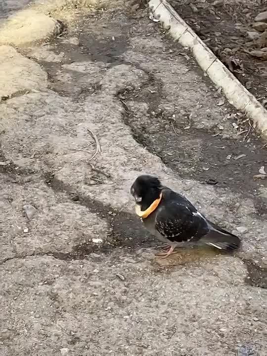 ���� �������: ��� ����� ����� �� �����������