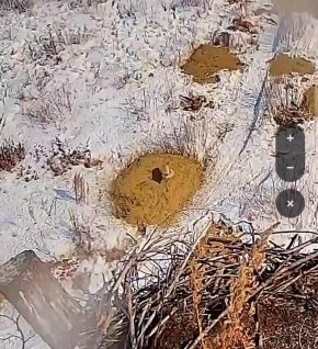 Когда хотела просто поспать… а тут воронья банда устроила концерт прямо над головой