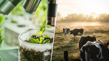 Приднестровские и молдавские эксперты в онлайн-формате обсудили фитосанитарные и ветеринарные вопросы