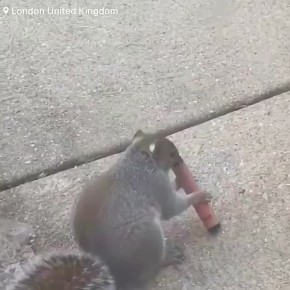 Белки подсели на вейпы — в сети уже десятки видео, на которых грызуны парят как заядлые курильщики