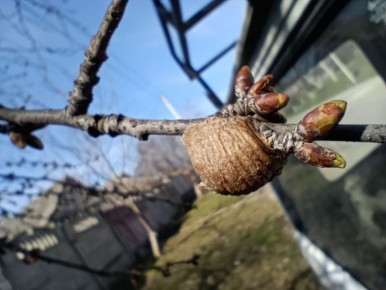 27 марта ожидается переменная облачность, без осадков