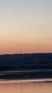 Лебеди, ставшие настоящим символом этой зимы, покинули Дубоссарское водохранилище