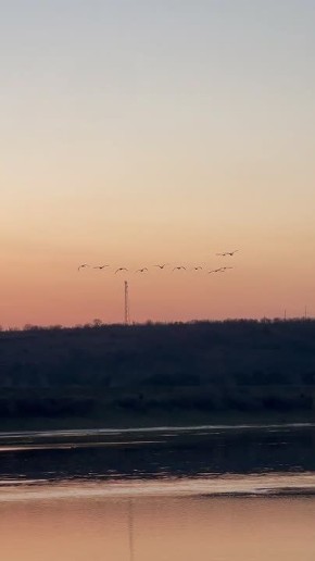 Лебеди, ставшие настоящим символом этой зимы, покинули Дубоссарское водохранилище