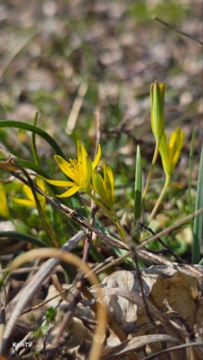 Первые весенние цветы заиграли всеми оттенками радуги — от солнечно-жёлтых и нежно-розовых до глубоких фиалковых и ярко-зелёных