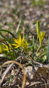 Первые весенние цветы заиграли всеми оттенками радуги — от солнечно-жёлтых и нежно-розовых до глубоких фиалковых и ярко-зелёных