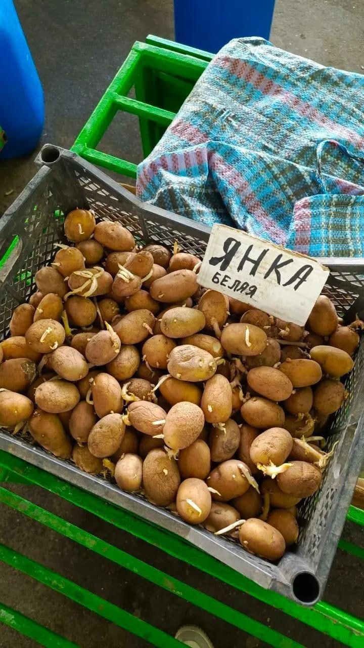 Картошки на посадку на рынке много, бабушки продают ее ящиками