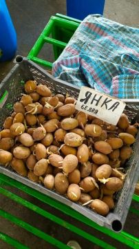 Картошки на посадку на рынке много, бабушки продают ее ящиками