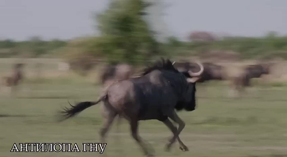 ������� � ����� ������� ����? ������? ������?� ��������� � ��������� ��������: