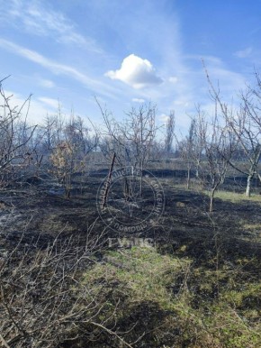 Сгорело 3 гектара сухостоя
