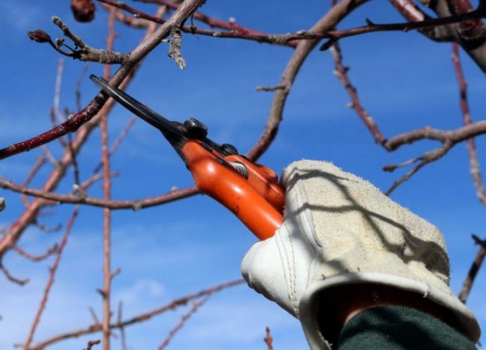 ��� �������-������� ����� � �������������