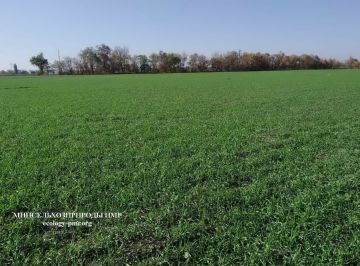 Состояние посевов озимых культур и многолетних насаждений года удовлетворительное