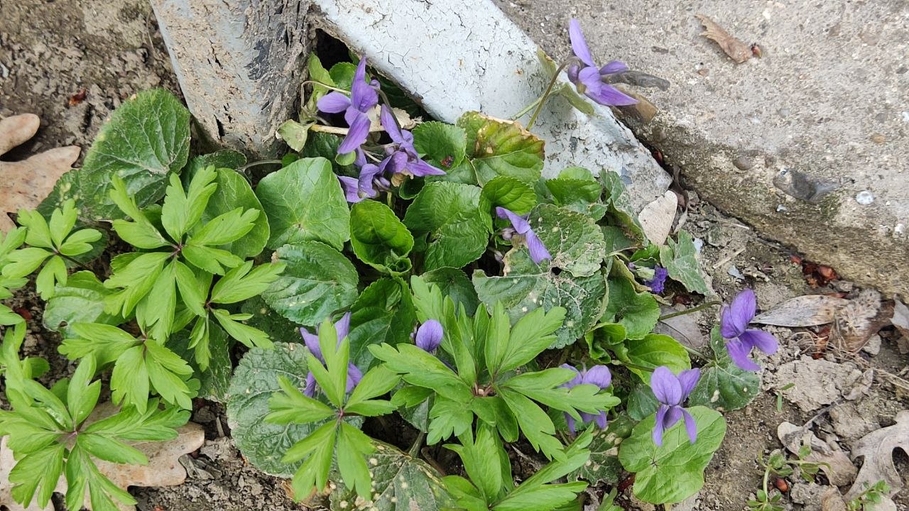 30 марта ожидается облачная погода, кратковременные