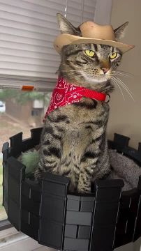 Парень купил 3D-принтер и понеслось — теперь он каждый день наряжает кота в новые образы: хвостатый уже побывал штурмовиком из «Звёздных войн», Бэтменом и суровым викингом