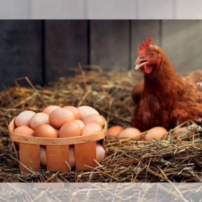 В Молдове уничтожено более 1,8 млн яиц и свыше 350 тыс