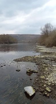 Из-за экологической катастрофы на Днестре в районе Наславчи умирают лебеди