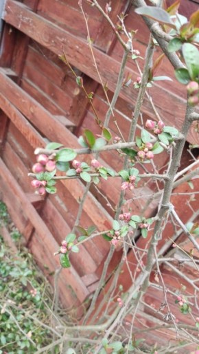 31 марта ожидается облачная погода, местами кратковременные дожди