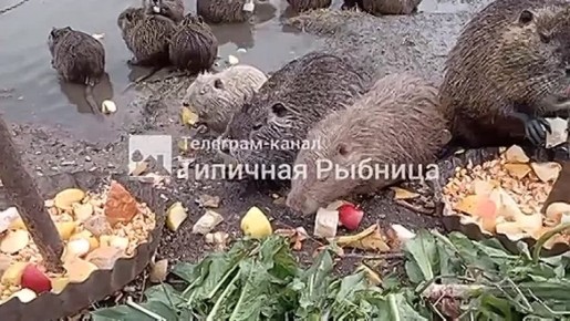 Весна на пруду в селе Красненькое: семейство нутрий в сборе