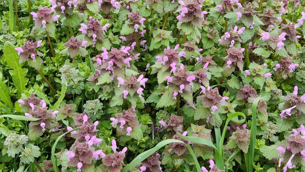 2 апреля ожидается переменная облачность, без существенных осадков