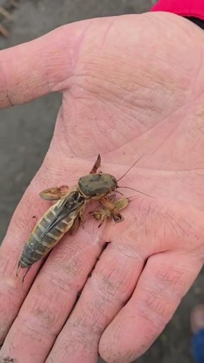 �������� ����� �� ����� � �������