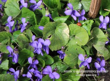 Доброго утра!. Прогноз погоды на сегодня, 1 апреля