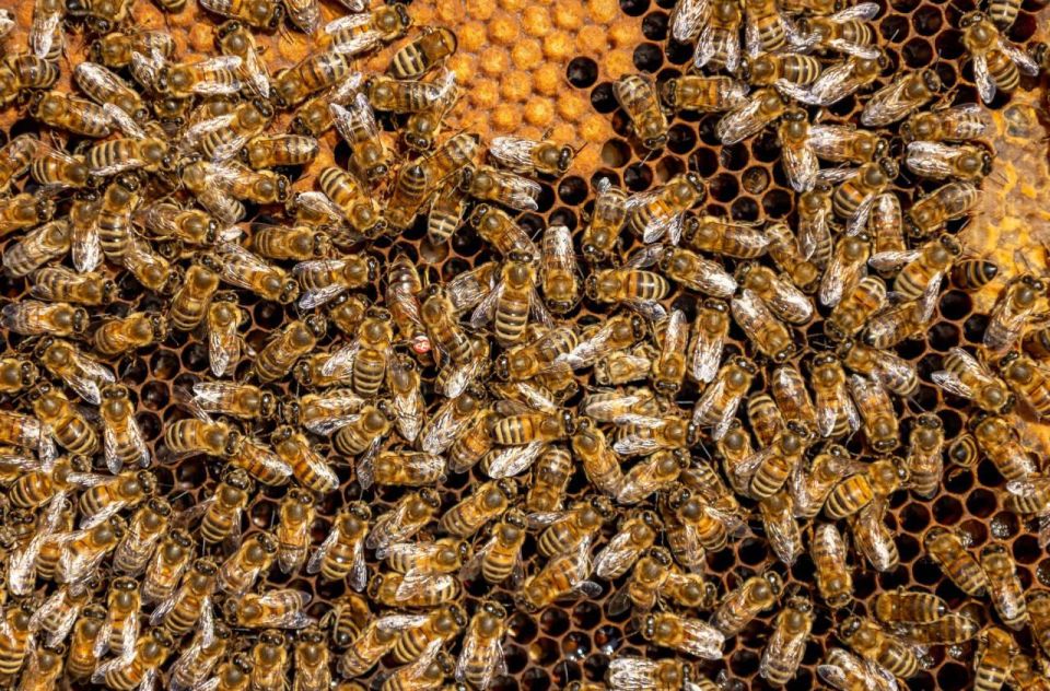 � ���� ������ ����������������� ������ �������� Ը��� ����� ������ ��������� ��������� �������� � ������� �� ��� ������ ����� 160 �����, � � ������ ����������� ������ ����� �������� �����