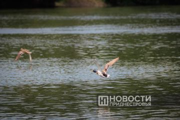 �������� ������������� � ������� �������� ������������� �������� �������