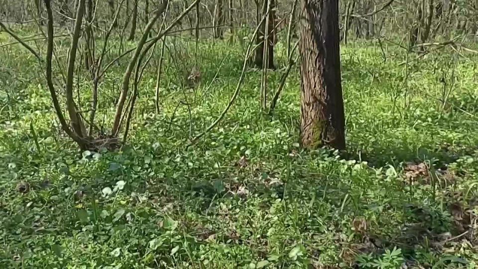 ��������, ������,��������� � ������ ���������� ������������ ������ �������� ���������� ���