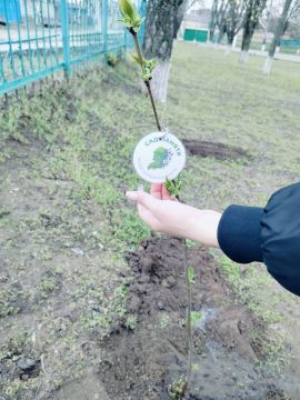 Дубоссарские волонтёры приняли участие в международной акции «Сад памяти»