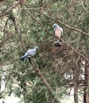 Дикие лесные голуби - вяхири замечены в Дубоссарах