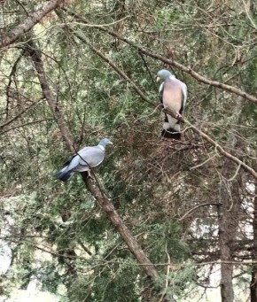 Дикие лесные голуби-вяхири замечены в Дубоссарах
