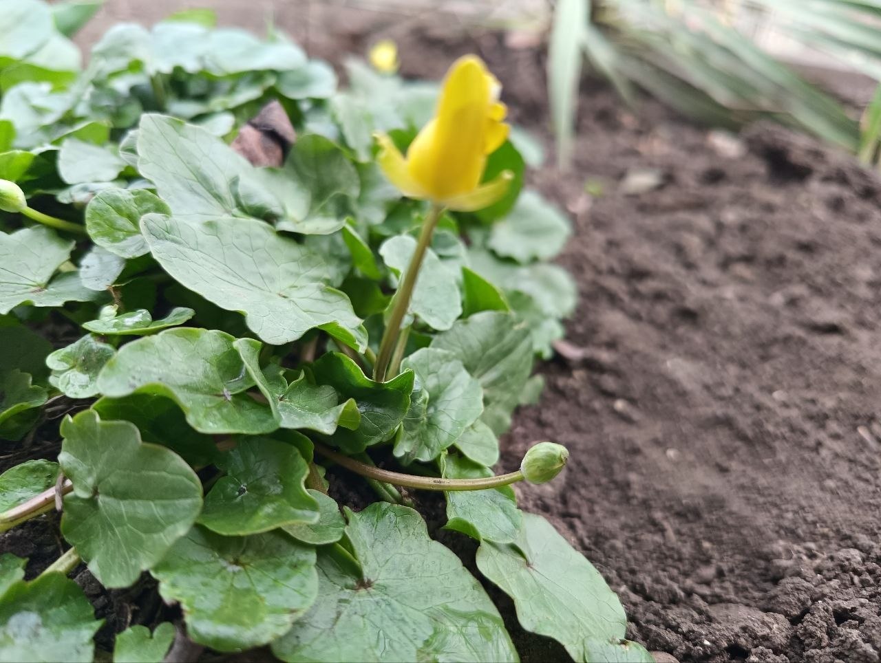 6 апреля ожидается переменная облачность, ночью без осадков;